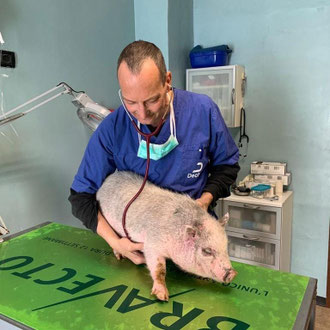 mini pig veterinario Milano