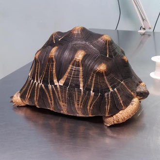 tartaruga veterinario milano