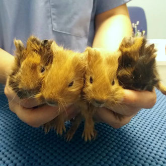 cavia veterinario milano