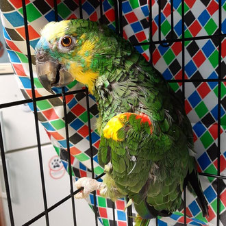 pappagallo veterinario milano