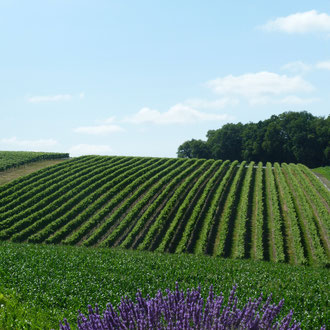 Vignoble à cognac du Maine Giraud