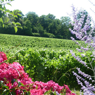 Romantisme et vignes