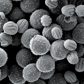 Pollen im Rasterelektronenmikroskop