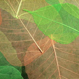 Blatt Tapeten