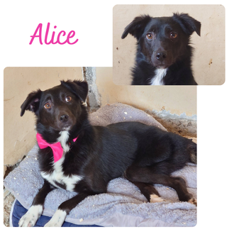 Alice