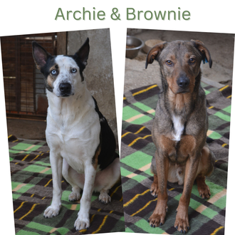Archie & Brownie