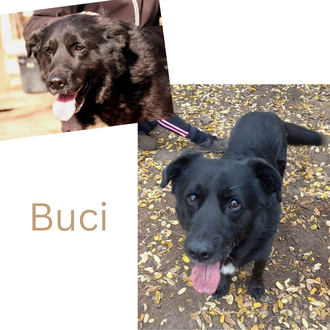 Buci