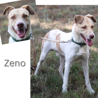 Zeno