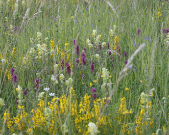 Blumenwiese