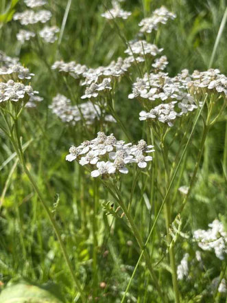 Homoeopathie fuer Frauen Berlin