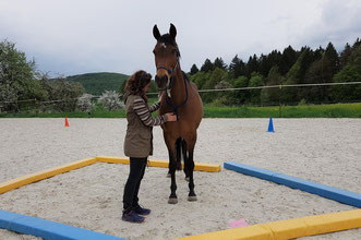 Ängstlich oder unsicher? Ein pferdeunterstütztes Coaching hilft_ horse-feedback.c