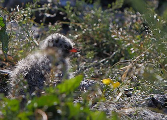 Foto: Manfred Eimers