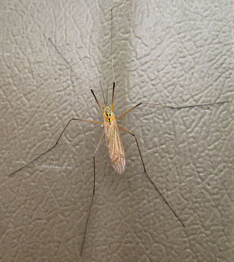 Crane fly of the genus Nephrotoma