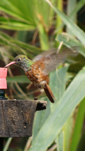 Colobri / Hummingbird / Photo de Crystal Jones