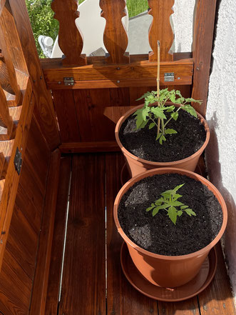 Abb. 9: Junge Tomatenpflanzen im Topf auf dem Balkon. Foto: Dr. Birgit Rengstl
