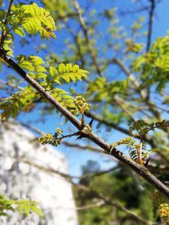 陶芸家　ブログ　茨城県笠間市　土鍋ご飯　おうちごはん　花山椒　日本の食材　自然の味　stay home 山椒