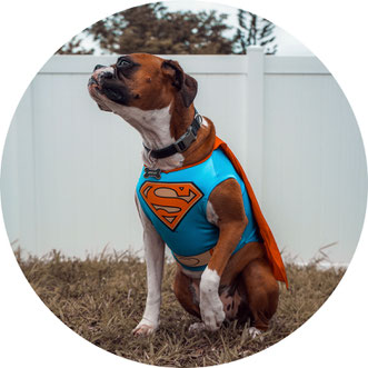 Hunde richtig aufwärmen, deutscher Boxer
