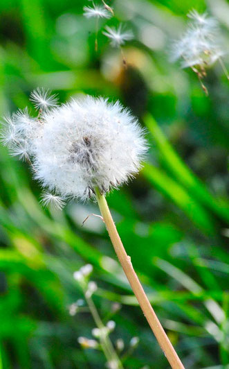 Pusteblume Sterbebegleitung Bubendorf