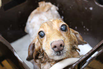 安心　老犬　シャンプー　