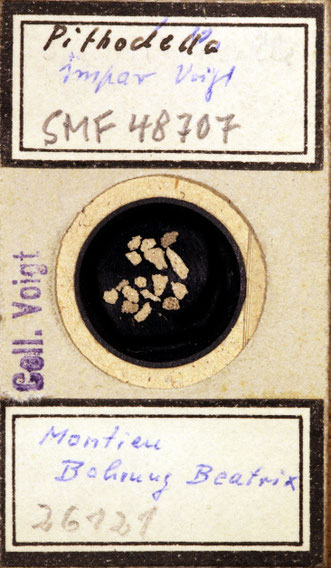 Senckenberg, Bryozoa, Bryozoen, Moostierchen, Sammlung Voigt