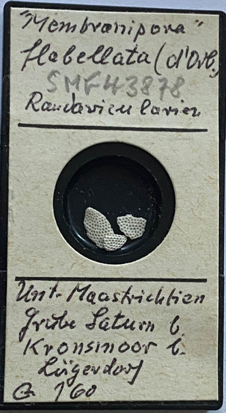 Senckenberg, Bryozoa, Bryozoen, Moostierchen, Sammlung Voigt