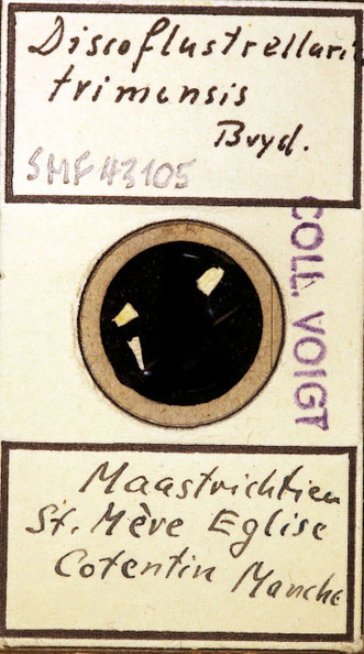 Senckenberg, Bryozoa, Bryozoen, Moostierchen, Sammlung Voigt