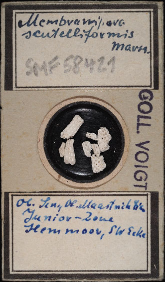 Senckenberg, Bryozoa, Bryozoen, Moostierchen, Sammlung Voigt