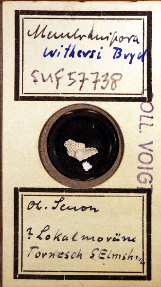 Senckenberg, Bryozoa, Bryozoen, Moostierchen, Sammlung Voigt