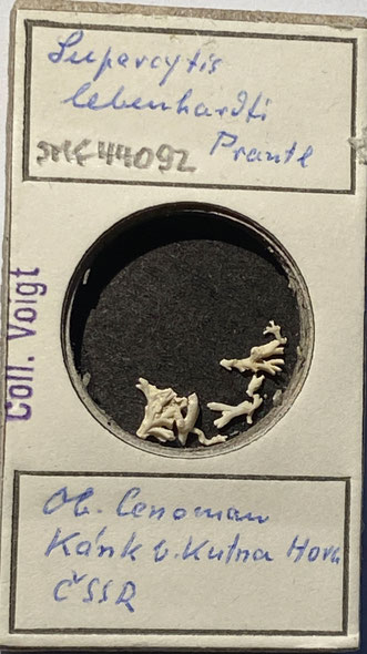 Senckenberg, Bryozoa, Bryozoen, Moostierchen, Sammlung Voigt