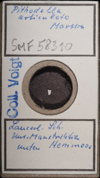 Senckenberg, Bryozoa, Bryozoen, Moostierchen, Sammlung Voigt