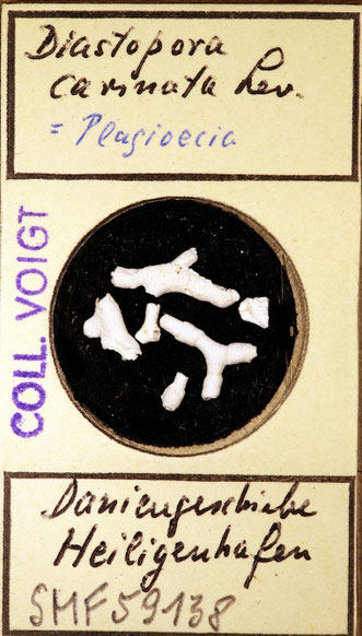 Senckenberg, Bryozoa, Bryozoen, Moostierchen, Sammlung Voigt