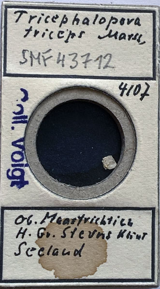 Senckenberg, Bryozoa, Bryozoen, Moostierchen, Sammlung Voigt