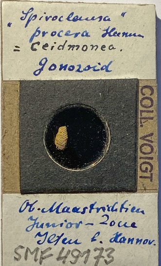 Senckenberg, Bryozoa, Bryozoen, Moostierchen, Sammlung Voigt