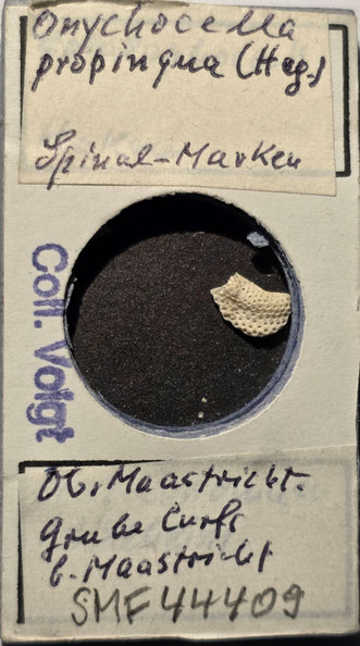 Senckenberg, Bryozoa, Bryozoen, Moostierchen, Sammlung Voigt