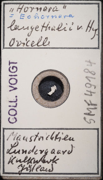 Senckenberg, Bryozoa, Bryozoen, Moostierchen, Sammlung Voigt