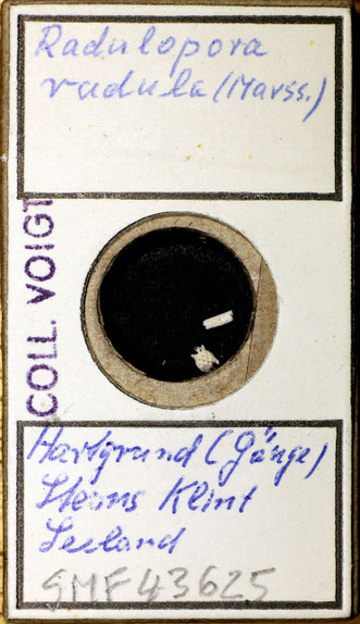 Senckenberg, Bryozoa, Bryozoen, Moostierchen, Sammlung Voigt