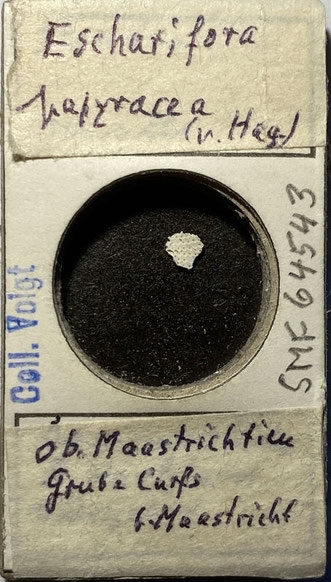 Senckenberg, Bryozoa, Bryozoen, Moostierchen, Sammlung Voigt