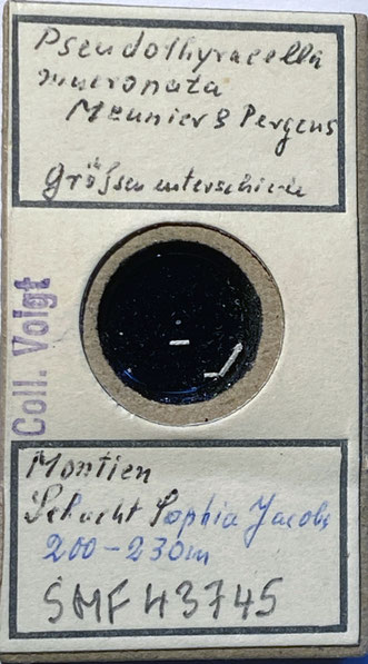 Senckenberg, Bryozoa, Bryozoen, Moostierchen, Sammlung Voigt