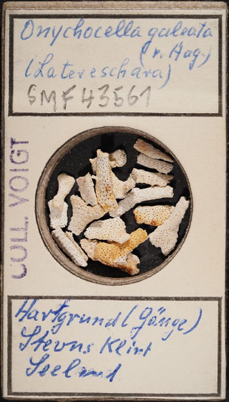 Senckenberg, Bryozoa, Bryozoen, Moostierchen, Sammlung Voigt