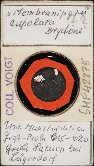 Senckenberg, Bryozoa, Bryozoen, Moostierchen, Sammlung Voigt
