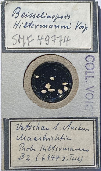 Senckenberg, Bryozoa, Bryozoen, Moostierchen, Sammlung Voigt