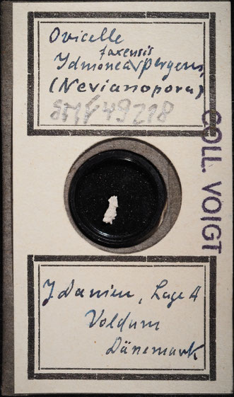 Senckenberg, Bryozoa, Bryozoen, Moostierchen, Sammlung Voigt