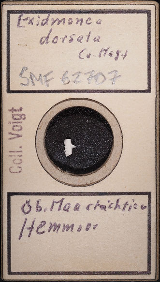 Senckenberg, Bryozoa, Bryozoen, Moostierchen, Sammlung Voigt