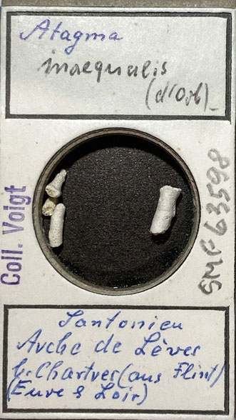 Senckenberg, Bryozoa, Bryozoen, Moostierchen, Sammlung Voigt