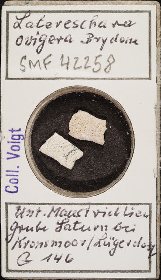 Senckenberg, Bryozoa, Bryozoen, Moostierchen, Sammlung Voigt