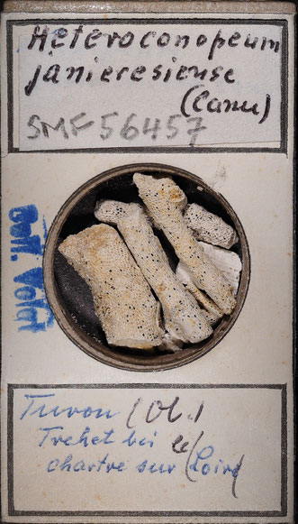 Senckenberg, Bryozoa, Bryozoen, Moostierchen, Sammlung Voigt