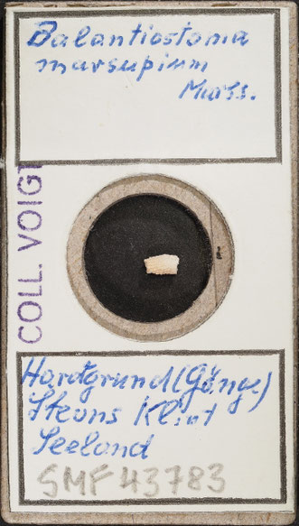 Senckenberg, Bryozoa, Bryozoen, Moostierchen, Sammlung Voigt