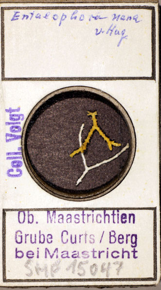 Senckenberg, Bryozoa, Bryozoen, Moostierchen, Sammlung Voigt