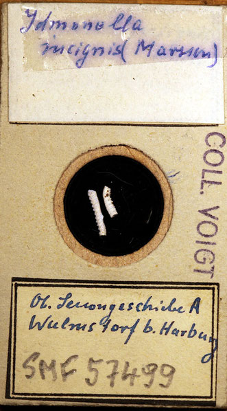 Senckenberg, Bryozoa, Bryozoen, Moostierchen, Sammlung Voigt