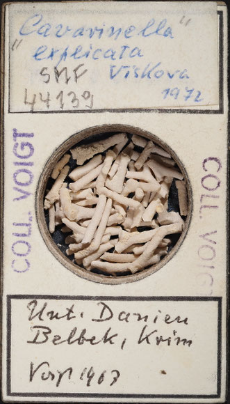 Senckenberg, Bryozoa, Bryozoen, Moostierchen, Sammlung Voigt